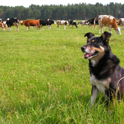First Aid for Dogs on the Farm